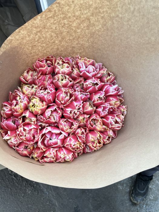 Тюльпан цветы луковицы