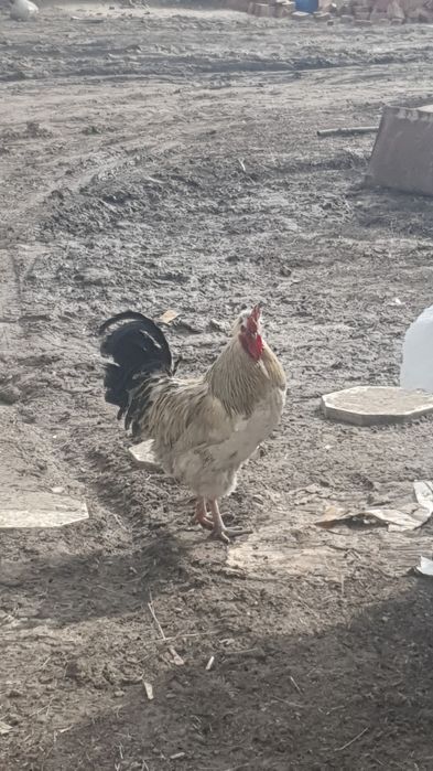 Инкубационный яиц