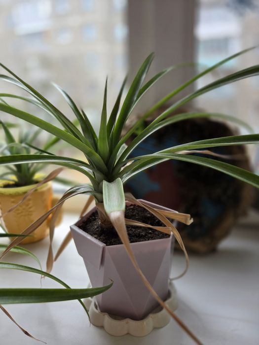 Продаётся цветок ананас