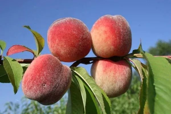 Саженцы плодовых деревьев