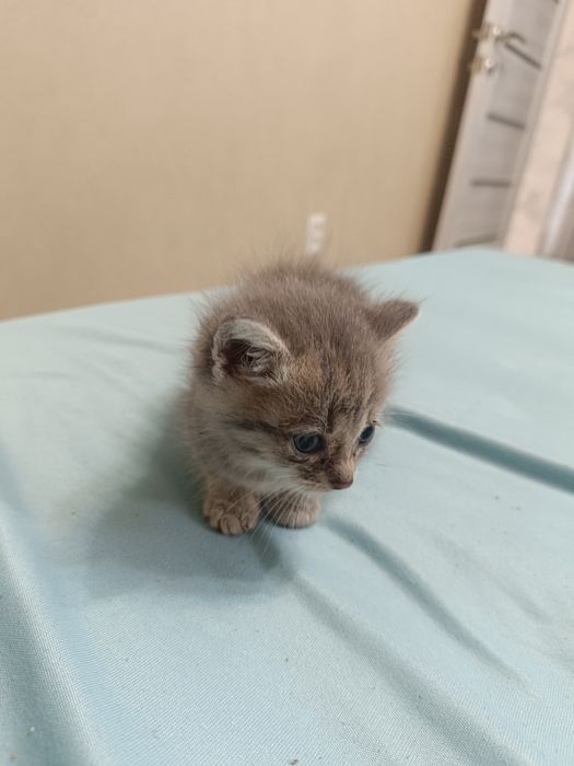 Маленькие котята