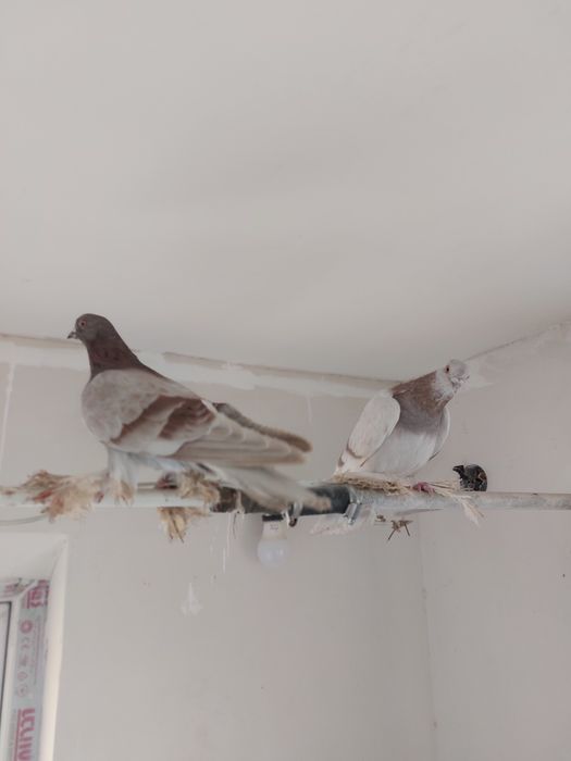 Кептер Құс Голуби