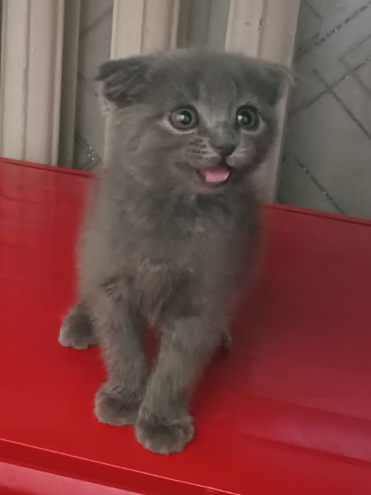 Scottish Fold mushukcha sotiladi.  Продаётся котёнок Scottish Fold