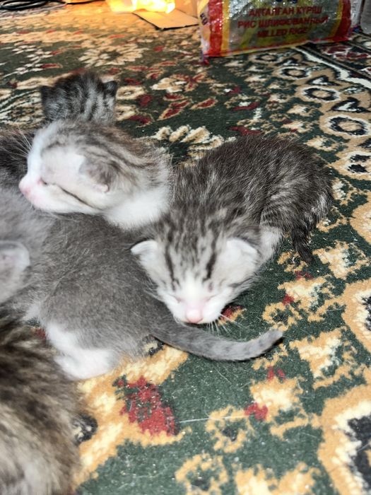 Котяты с красивыми оттенками