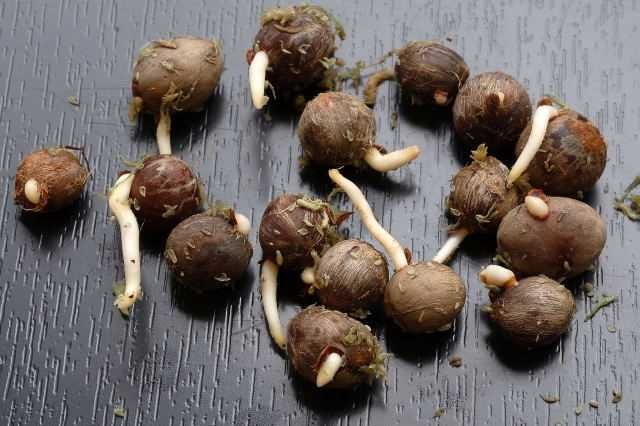 Продавам семена от студоустоичиви палми - 5 вида