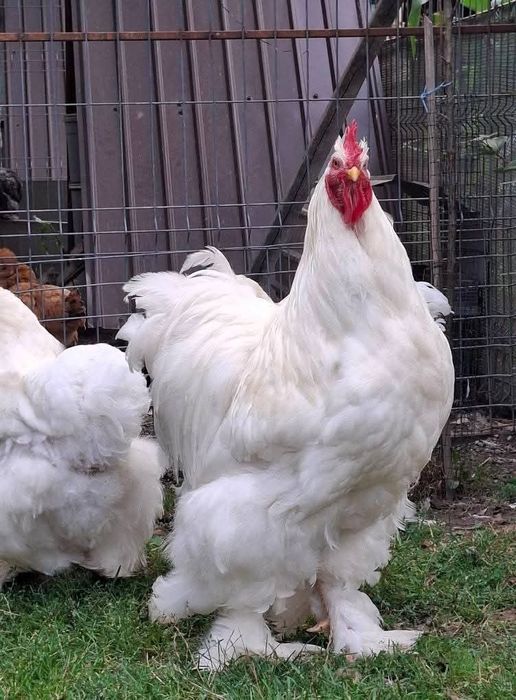 Familie cochinchina urias alb TRANSPORT GRATUIT