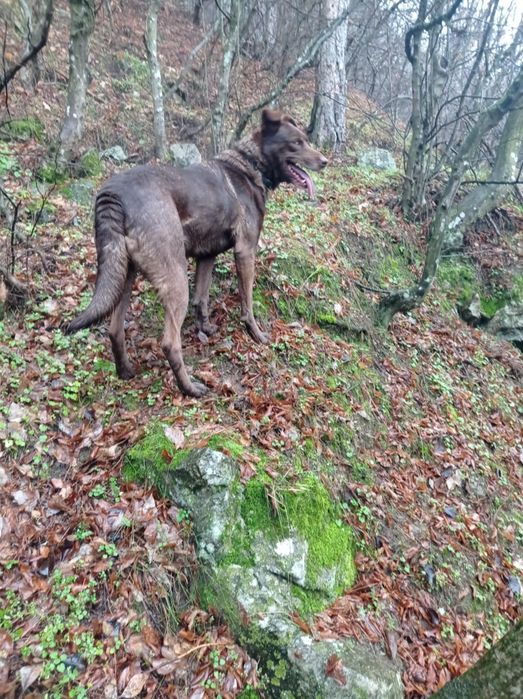Подарявам ловджийско куче