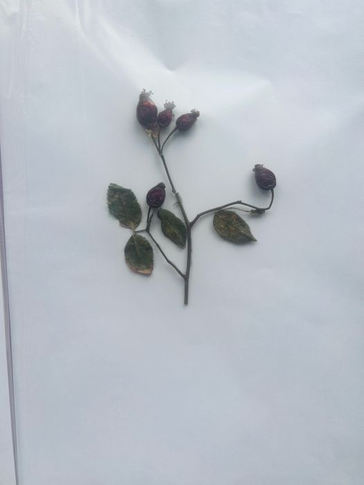 Хербарии за ученици по Биология