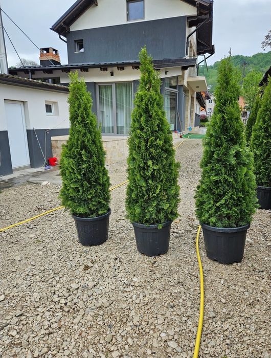 Tuia smaragd de mai multe dimensiuni