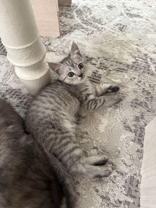 Продам метис котят