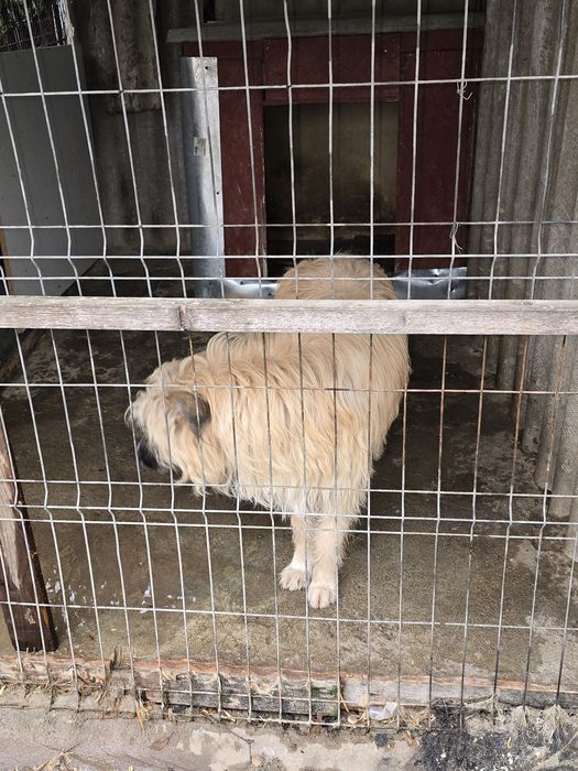 Donez ciobanesc mioritic