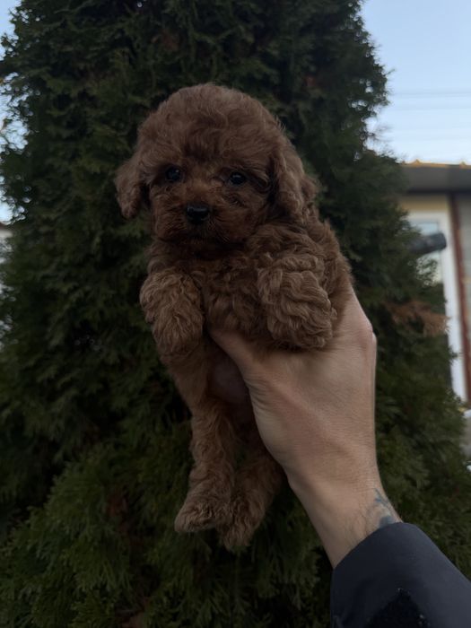 Пудел Той/Poodle Toy