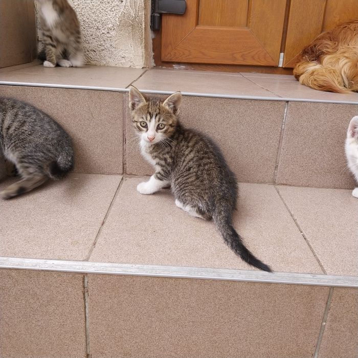 Donez pisicute dragalașe