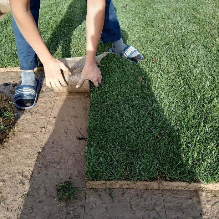 газоны рулонные жонсин