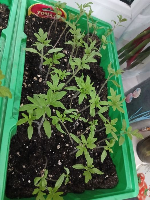 Продам рассаду помидоры