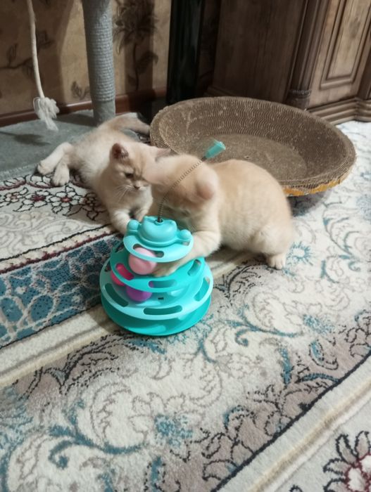 Британцы:Скоттиш Страйт