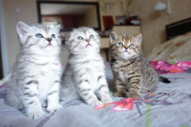 Хорошенькие Котята