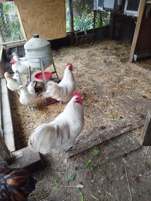 Vânzare iepuri și cocosi