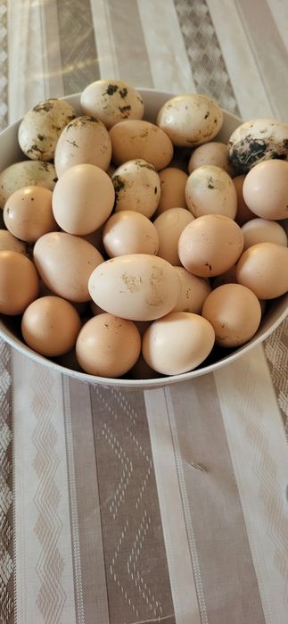 Куриные домашние яйца