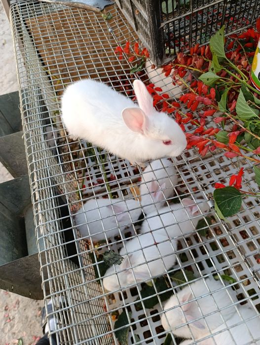 Нечего нету в залог