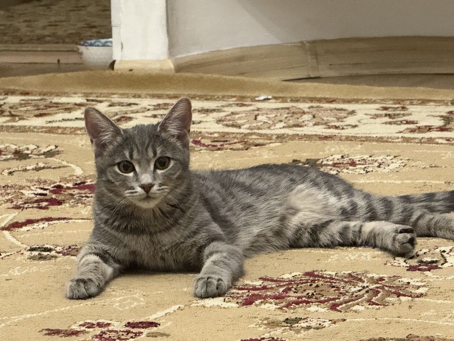 Вязка Кошка ищет котенка.