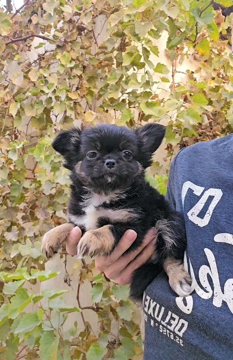 Щенки чихуахуа длинношерстные