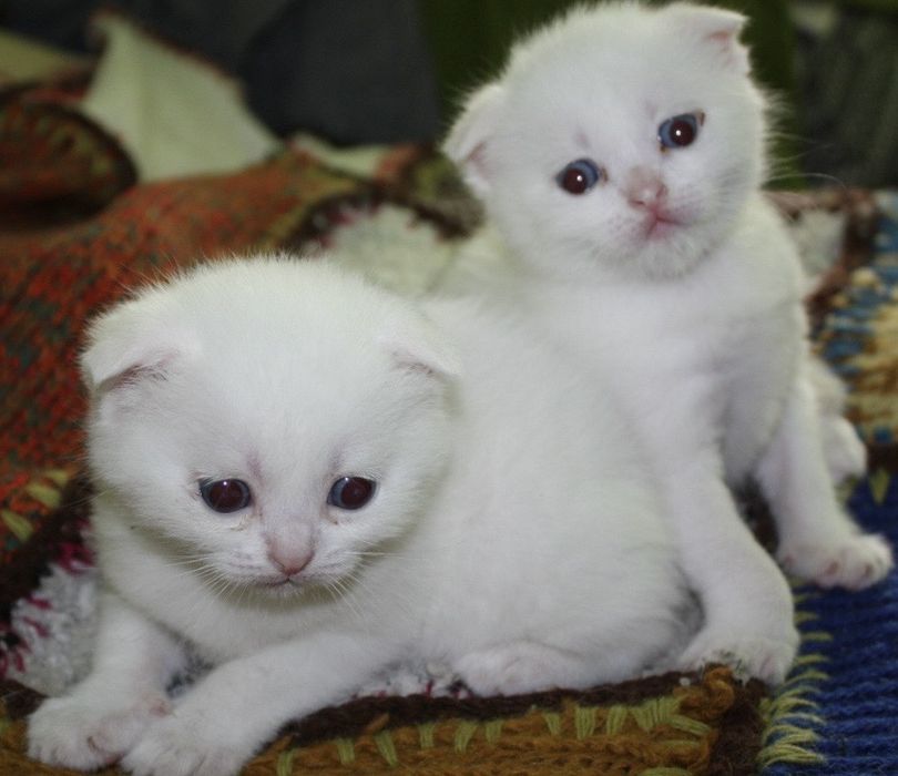 Шотландские котята вислоушки и прямоушки
