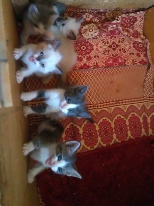 Котята отдам в добрые руки