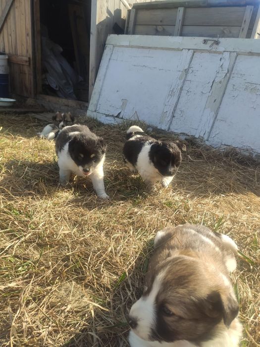 Отдам щенят девочек