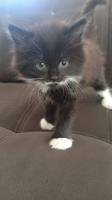 Мальчики в добрые руки