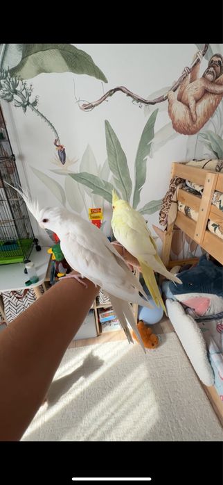 Продаем пару попугаев корелл!