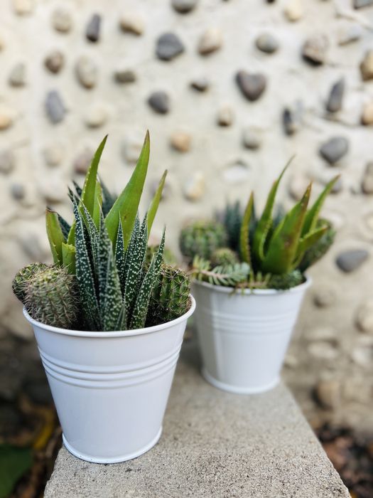 Mix plante suculente