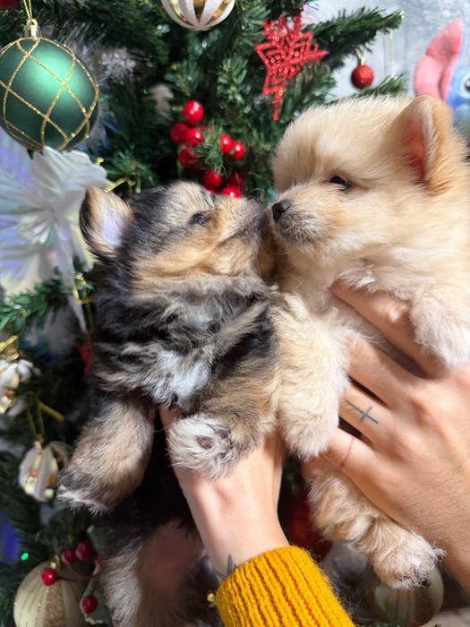 Мини микс ПОМЕРАН & ЙОРКИ – уникални бебета!