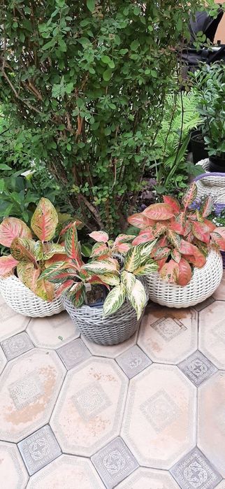 Ratang tuvaklar gullar uchun