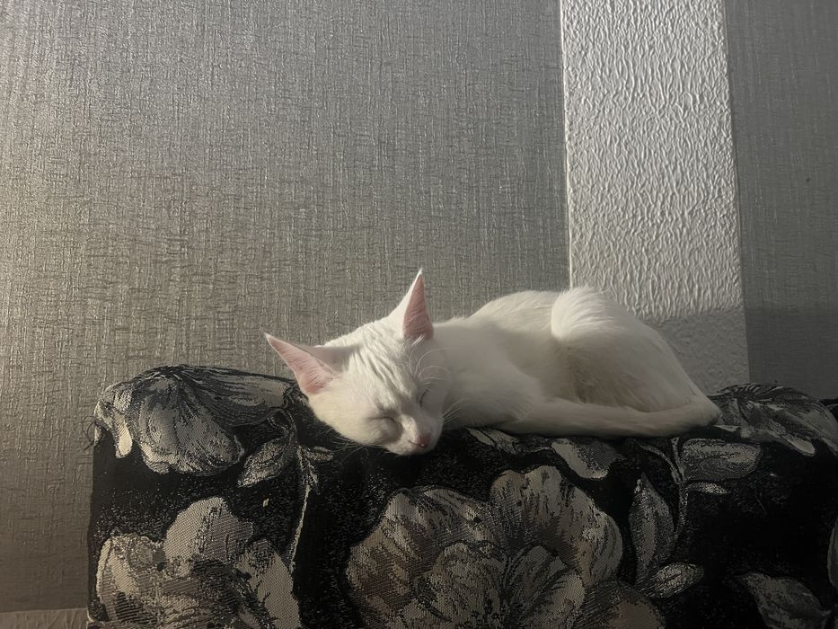 Очаровательная кошка ищет дом.