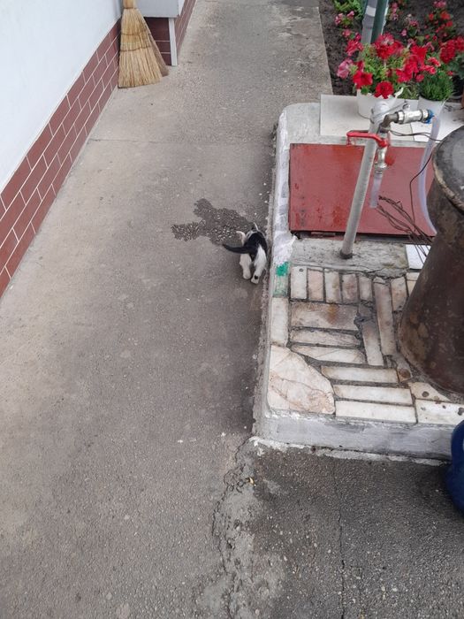 Donez pui pisica