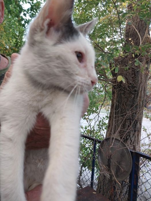 Котенок  в добрые руки