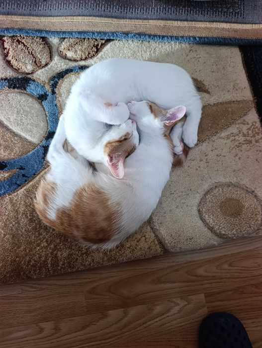котета на 4 месеца