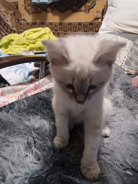 Девочка 2, 5 месяцев