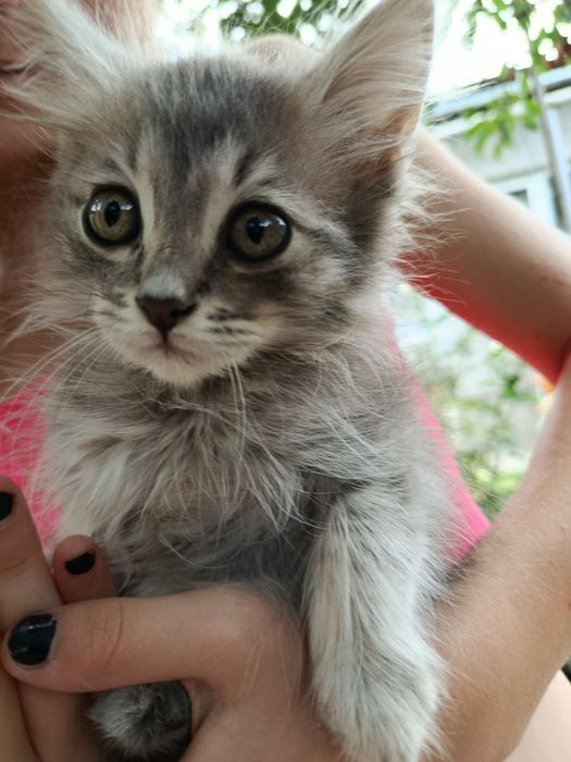Котенок, девочка