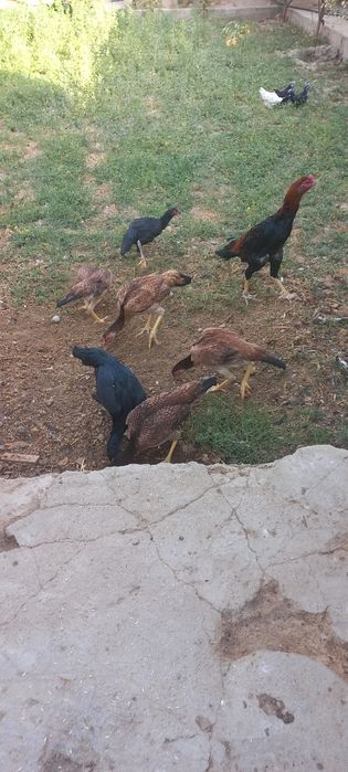 Zoti toza Makiyonlar sotiladi