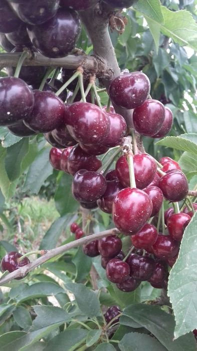 ГИЛОС Kuchatlari sotiladi 14 xil sorti bor xosilga kirgan polikarlik