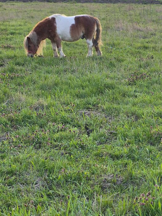 Se vinde fermă de măgărițe de lapte, cai și alpaca – lot complet