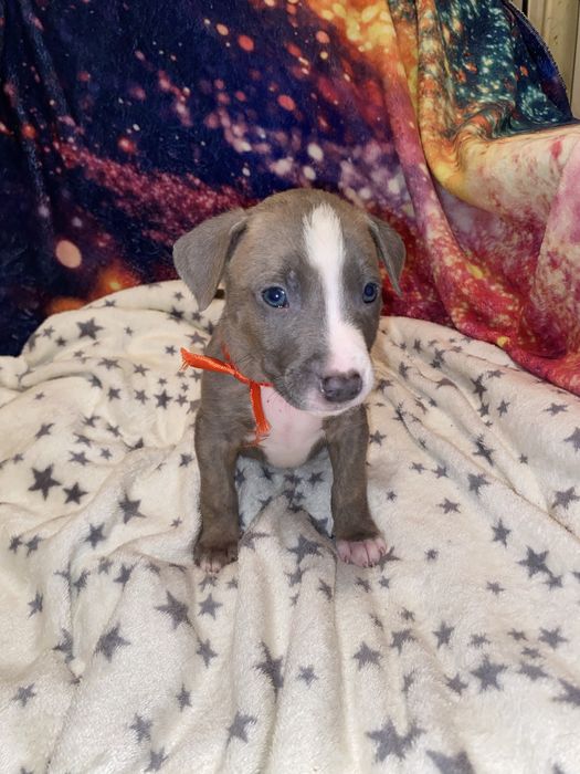 Щенки стаффордширского терьера