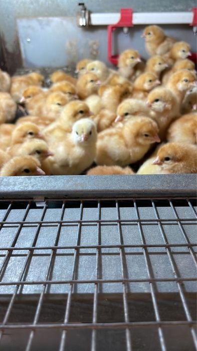 Продам цыплят утят гусей