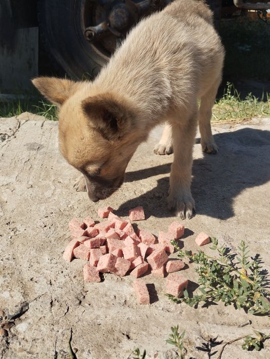 Ищет дом симпатичный мальчишка!!!