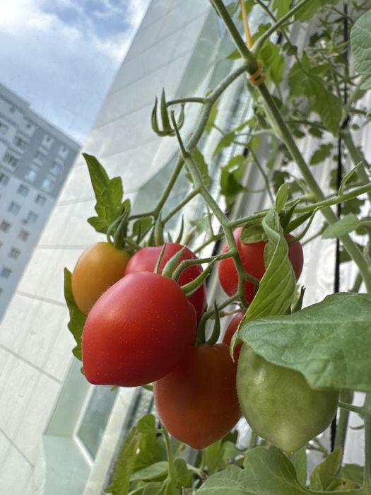 Продам Томат Балконное чудо с плодами