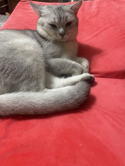 Кот для вязки , нужна кошка срочно