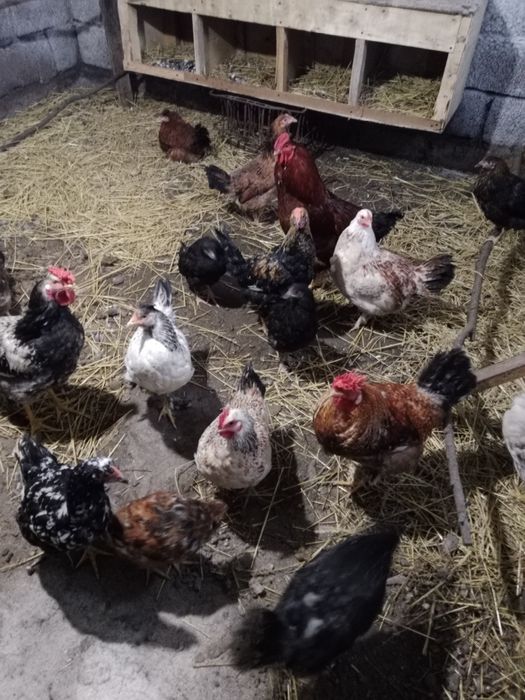 Продам домашних курочек