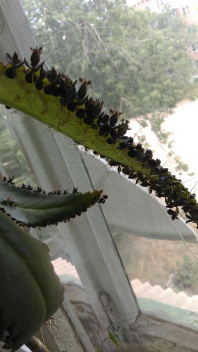 Каланхое-очень полезное растение!